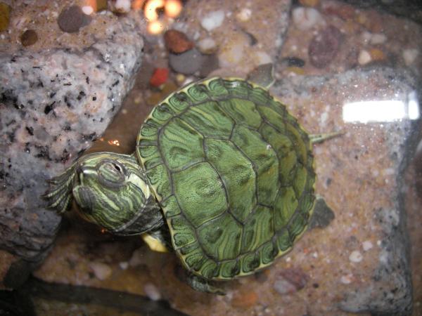 Gatunek żółwia słodkowodnego — żółw cumberland