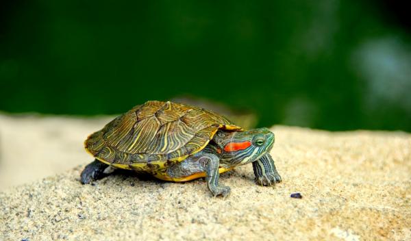 Gatunki żółwi słodkowodnych - Żółw czerwonolicy