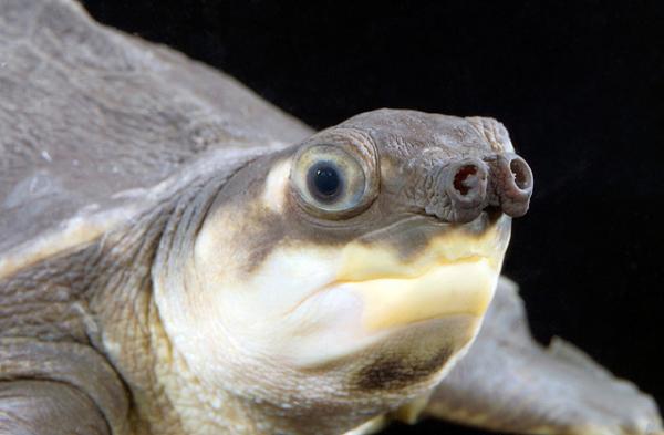 Gatunki żółwi słodkowodnych — żółw świnionosy