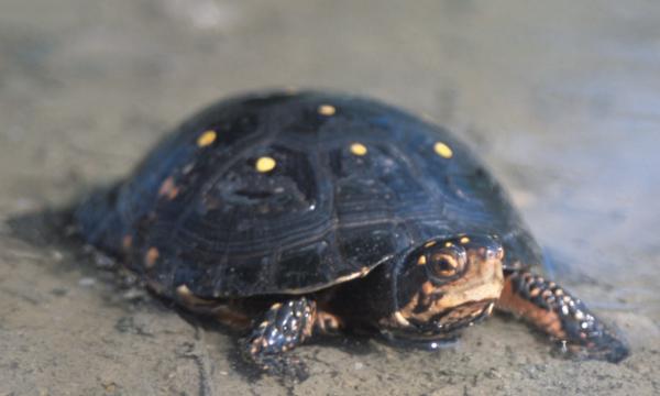 Gatunki żółwi słodkowodnych - Żółw cętkowany