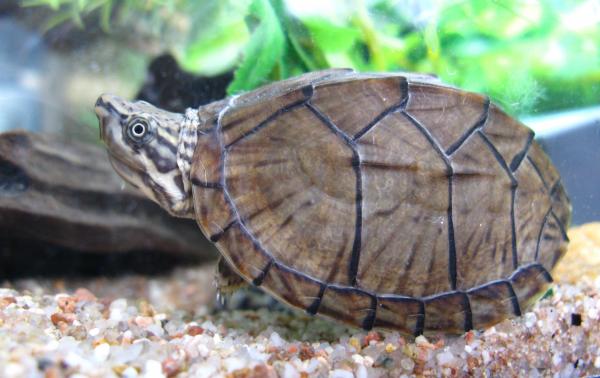 Gatunki żółwi słodkowodnych - Żółw cebulkowy