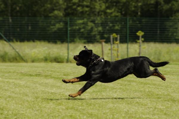 Trening Rottweilera - chodzenie i ćwiczenia