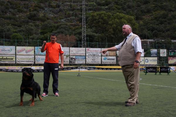 Trening Rottweilera – pierwsze kroki treningu: posłuszeństwo 