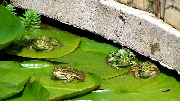 Najczęstsze choroby żab - podstawowe informacje o żabach