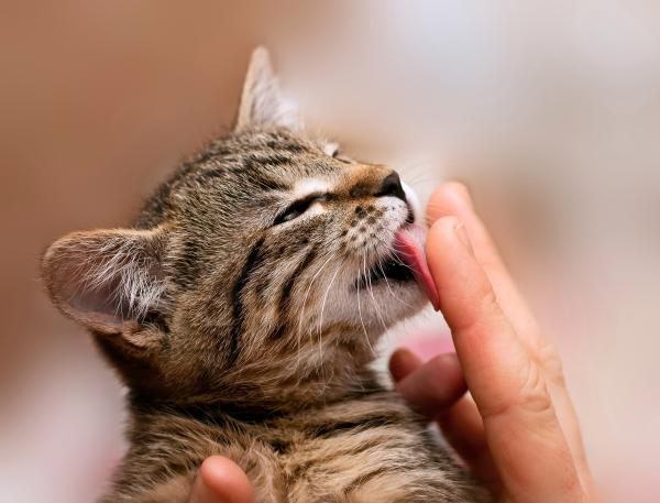 Opieka nad głuchym kotem - towarzystwo i uczucie