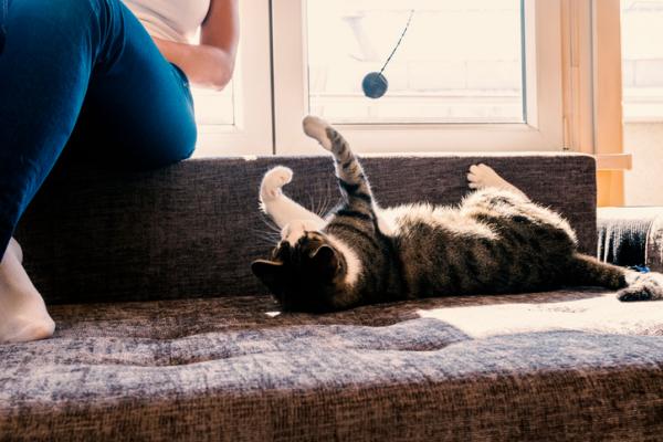 Jak zrobić domową siłownię dla kotów?  - Pomysły na domową siłownię dla kociąt