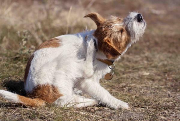 Lisienie sierści u psów - Objawy, czas i czas trwania - Objawy linienie u psów