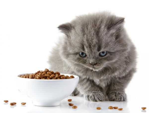 Dieta hipoalergiczna dla kotów – co to jest dieta eliminacyjna?