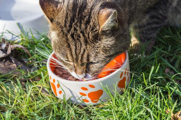 Hipoalergiczna dieta dla kotów - Domowa hipoalergiczna dieta dla kotów