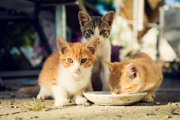 W jakim wieku koty jedzą same?  - Progresywne zmiany