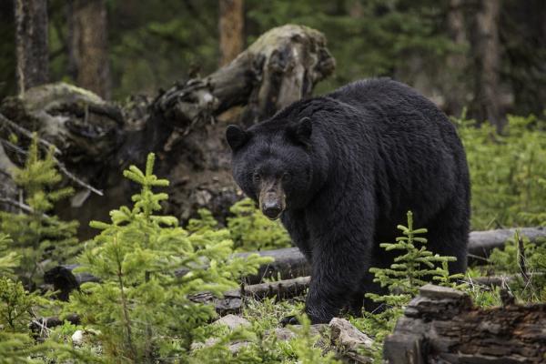 Jak przetrwać atak niedźwiedzia?  - Jak stawić czoła atakowi niedźwiedzia krok po kroku