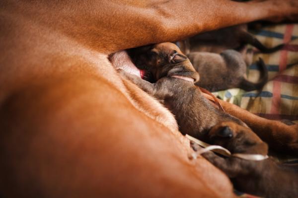 Jak rodzą się psy?  - Co jedzą nowonarodzone psy i matka?