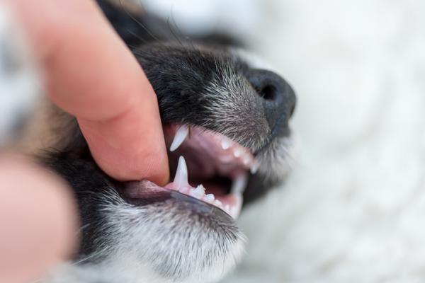 Kiedy psy zmieniają zęby?  - W jakim wieku zaczynają wybuchać szczenięta?