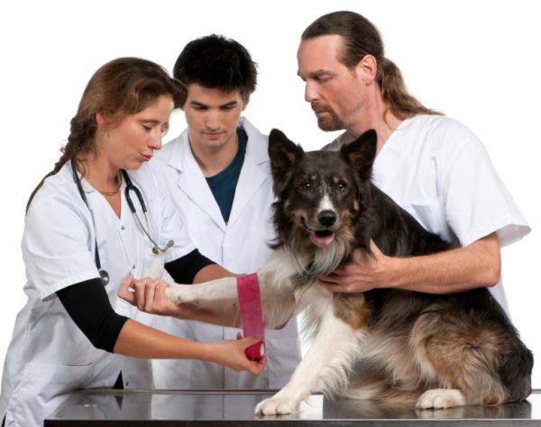 Metody antykoncepcji dla psów - Chirurgiczne metody antykoncepcji dla psów