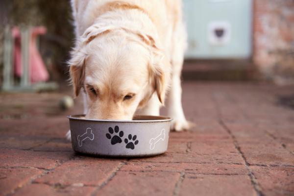 Dieta dla psów z problemami z wątrobą - znaczenie jedzenia