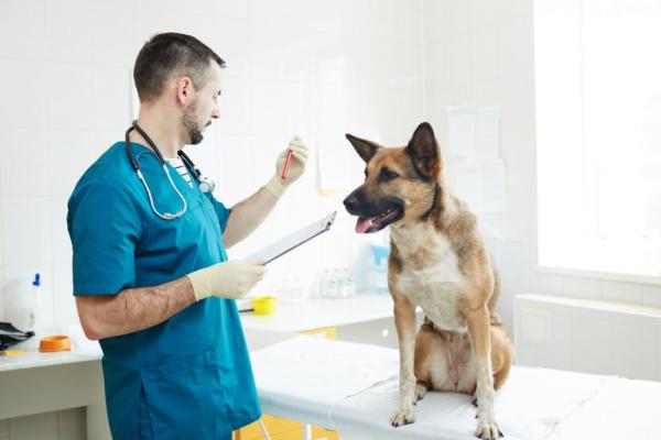 Dieta dla psów z problemami z wątrobą - Zabronione karmy dla psów z problemami z wątrobą