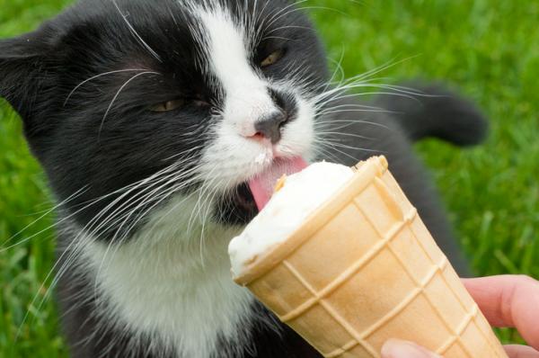 Czy koty mogą jeść lody?  - Nietolerancja laktozy?