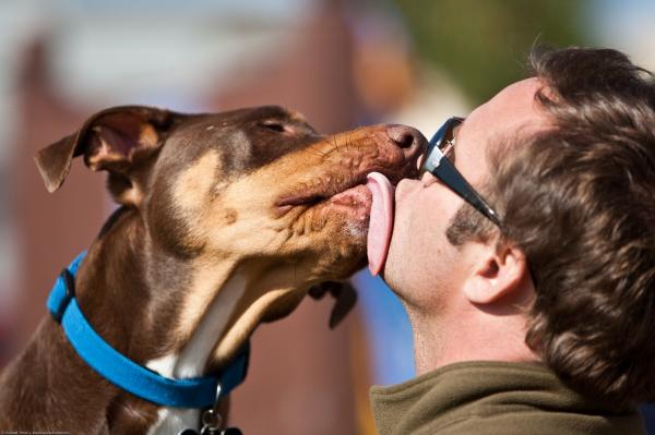 Dlaczego mój pies lubi lizać uszy?  - Dlaczego mój pies liże mi usta?