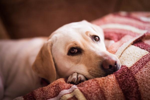 Przepuklina krążka u psów - Objawy, leczenie i powrót do zdrowia - Objawy przepukliny krążka u psów