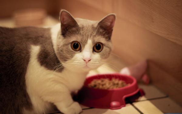 Opieka nad wysterylizowanym kotem - Pielęgnacja żywności 