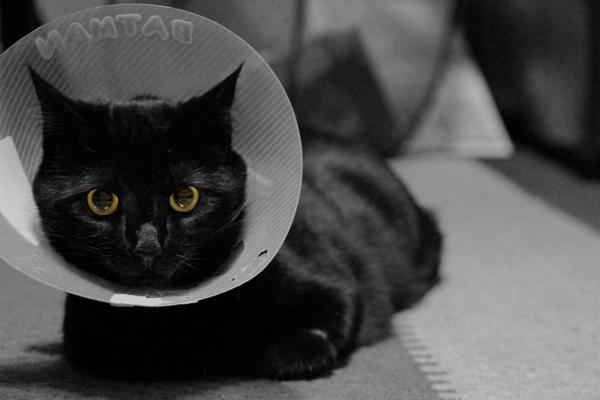 Opieka nad kotem kastrowanym — opieka, aby chronić ranę