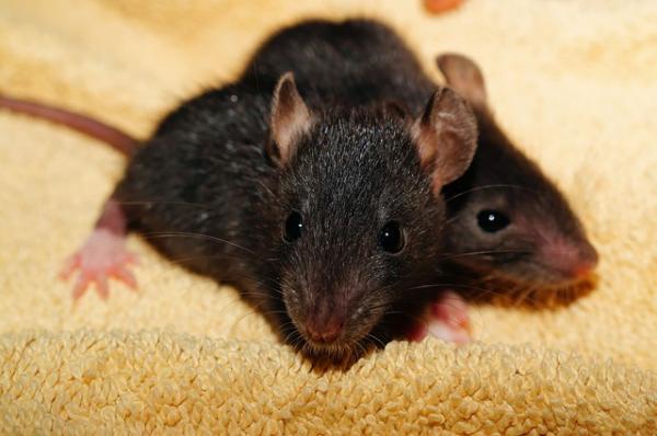 Jak kąpać szczura - Kiedy kąpać nasze małe zwierzaki?