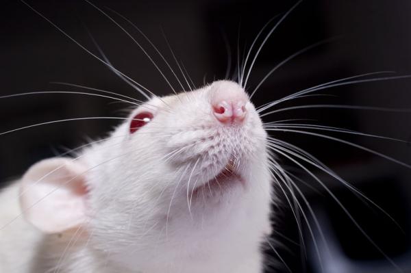 Jak kąpać szczura — częstotliwość kąpieli