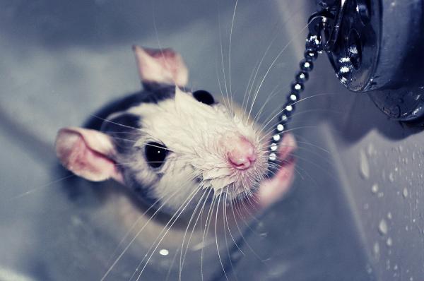 Jak wykąpać szczura - Pierwsza kąpiel krok po kroku