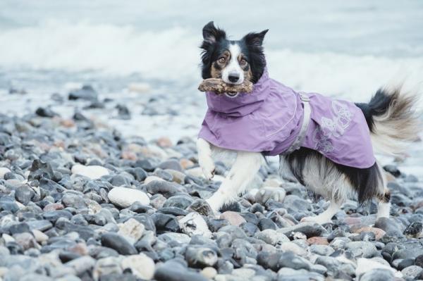 Wskazówki dotyczące chodzenia z psem w deszczu - wodoodporne ubranka dla psów