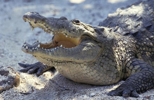 Zagrożone zwierzęta w Veracruz - Krokodyl bagienny (Crocodylus moreletii)