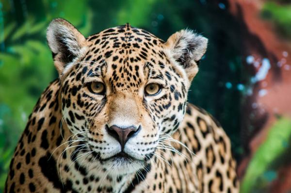 Zagrożone zwierzęta w Veracruz - Jaguar (Panthera onca)
