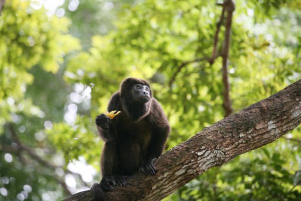 Zagrożone zwierzęta w Veracruz - Małpa środkowoamerykańska (Ateles geoffroyi vellerosus)