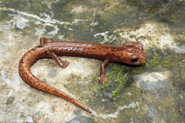 Zagrożone zwierzęta w Veracruz - Coatzacoalcos salamandra językowa (Bolitoglossa veracrucis)