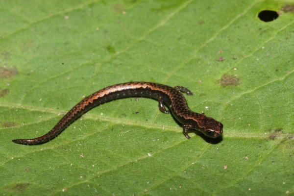 Zagrożone zwierzęta w Veracruz - salamandra karłowata Veracruz (Thorius pennatulus)