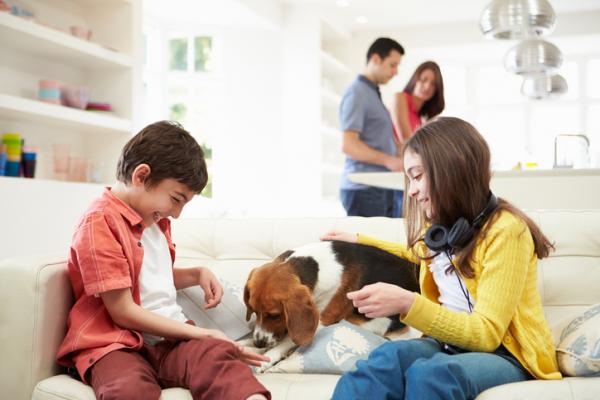 Domowe gry w wąchanie dla psów — 2. Kryjówka z nagrodami