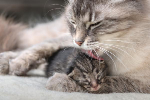 4 problemy z narodzinami kota - Jak sprawdzić, czy moja kotka urodziła wszystkie swoje kocięta