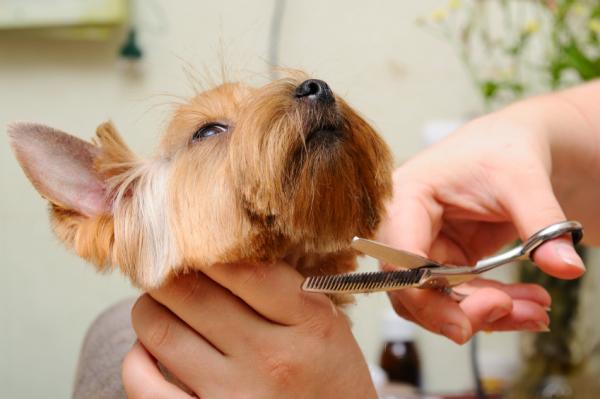 Pielęgnacja włosów Yorkshire terrier - Obcinanie włosów Yorkshire Terrier