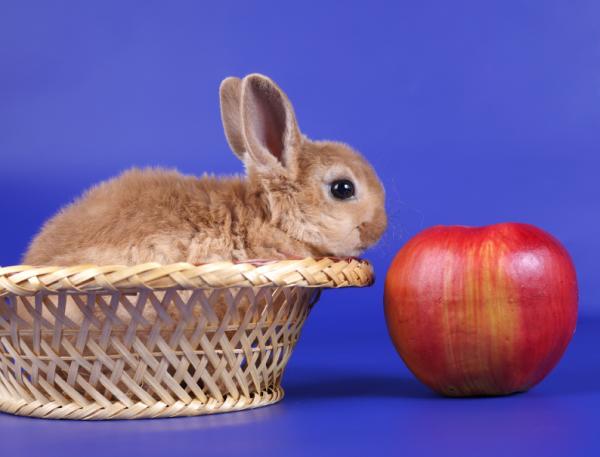 Karmienie królika miniaturowego - Jak karmić królika miniaturowego?