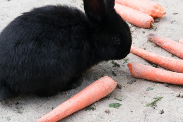 Karmienie królika miniaturowego - Owoce i warzywa dla królików miniaturowych