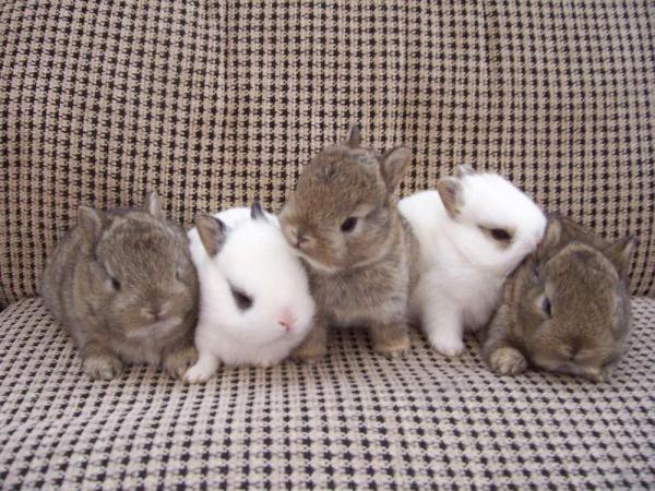 Karmienie królika miniaturowego - Karmienie małego królika miniaturowego 