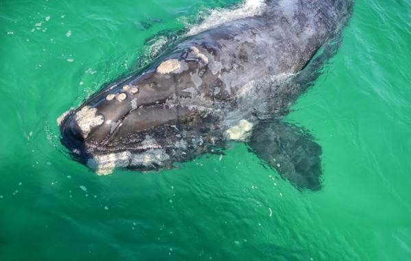 Zwierzęta zagrożone wyginięciem w Hiszpanii - Wieloryb baskijski 