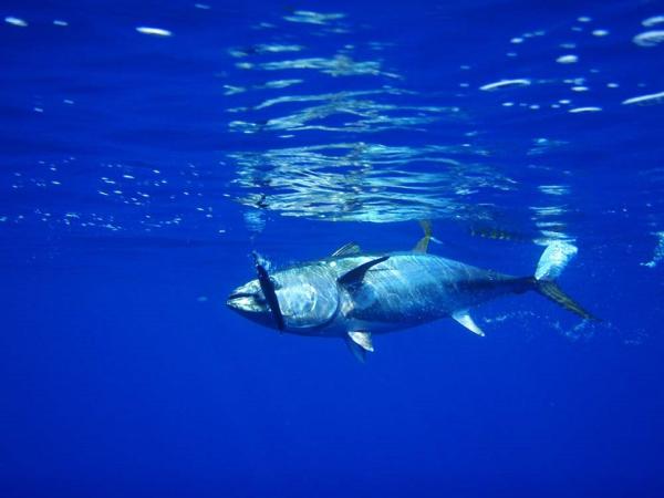 Zwierzęta zagrożone wyginięciem w Hiszpanii - Tuńczyk błękitnopłetwy