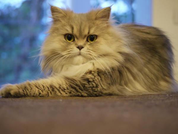 Najczęstsze choroby kota perskiego - Problemy z oddychaniem