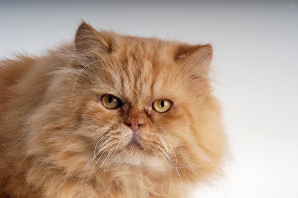Najczęstsze choroby kota perskiego - policystyczna nerka