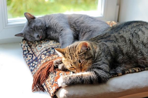 Wskazówki, jak wzmocnić układ odpornościowy kotów - Układ odpornościowy kotów