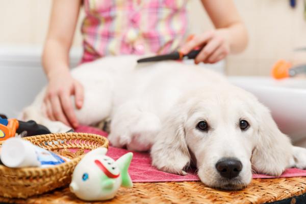 Zabiegi upiększające dla psów - pielęgnacja psiej sierści