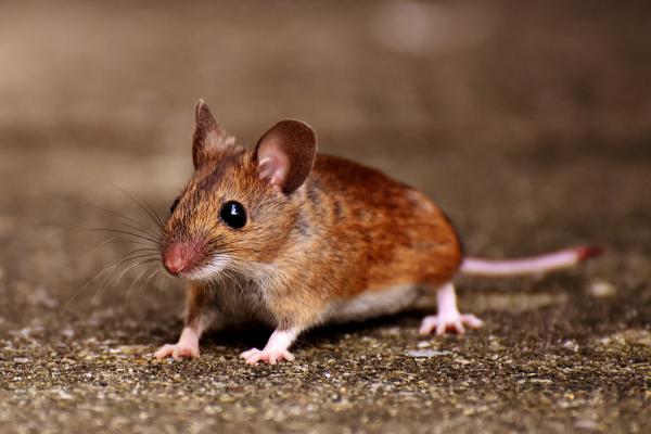 6 zapachów myszy nienawiść - zapach myszy