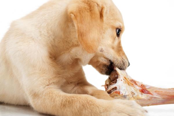 Karma naturalna dla psów – kroki przed karmieniem naturalnym