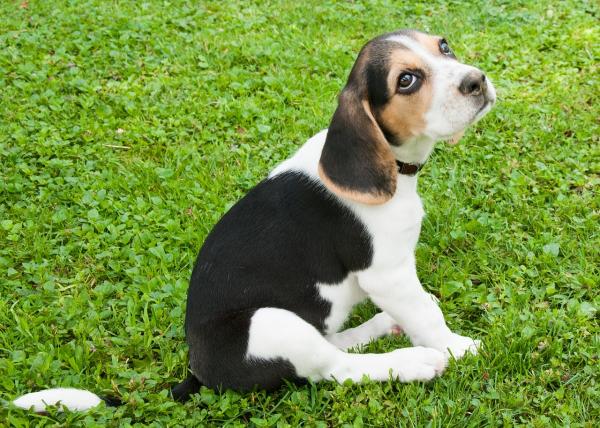 Sztuczki, aby wytresować beagle - Nauka szczeniaka rasy beagle