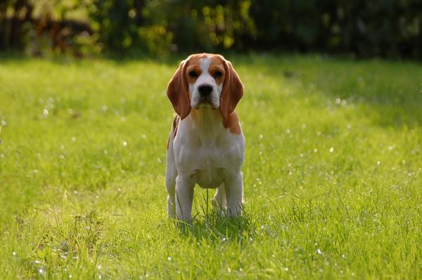 Sztuczki do trenowania beagle - temperament beagle